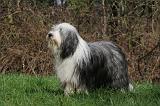 BEARDED COLLIE 334